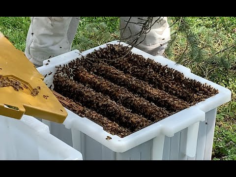 Bee Frame Storage Rack Bee Frame Storage, Manage and Transport – The Hive Butler
